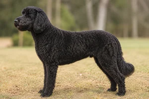 Goldendoodle — Black coat