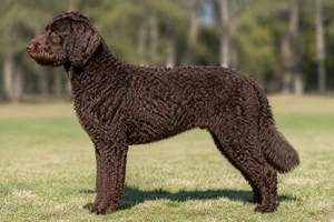 Goldendoodle — Chocolate coat