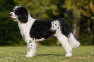 Goldendoodle — Parti coat