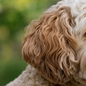 Goldendoodle — ears