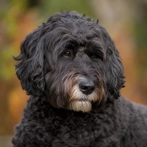Goldendoodle — relaxed