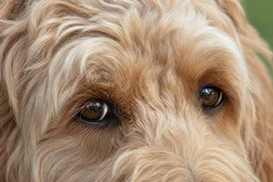 Goldendoodle — eyes
