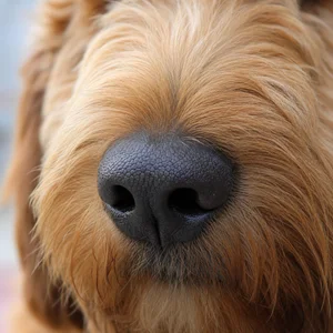 Goldendoodle — nose