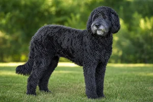 Goldendoodle — senior