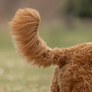 Goldendoodle — tail