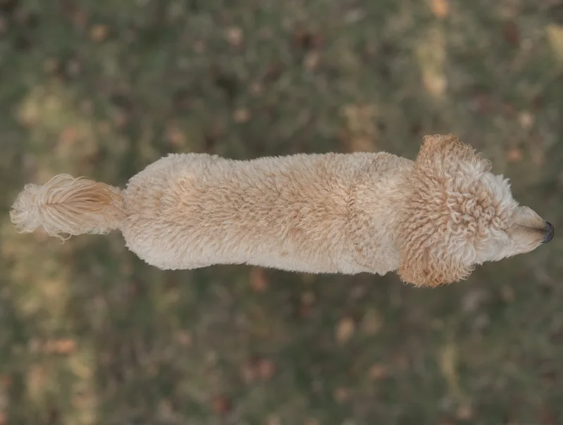 Goldendoodle — top
