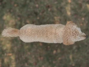 Goldendoodle — top
