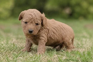 Goldendoodle — young puppy (~1 mo)