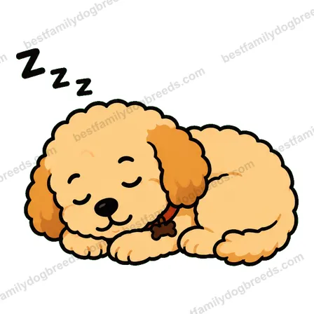 Goldendoodle dog meme sticker preview