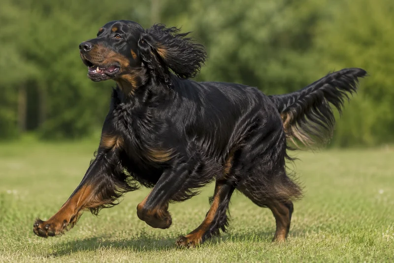 Gordon Setter — running