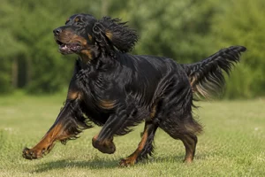 Gordon Setter — running