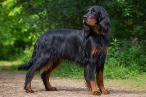 Gordon Setter — adult