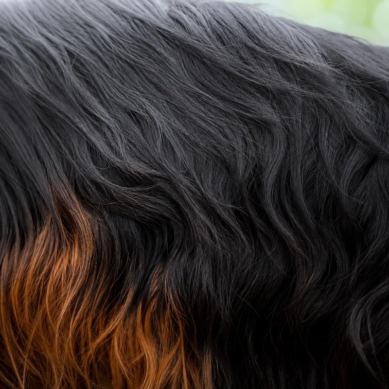 Gordon Setter — coat texture