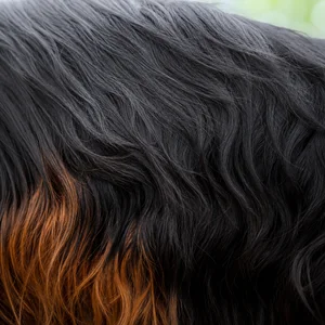 Gordon Setter — coat texture