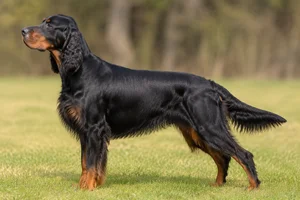 Gordon Setter — Black and tan coat