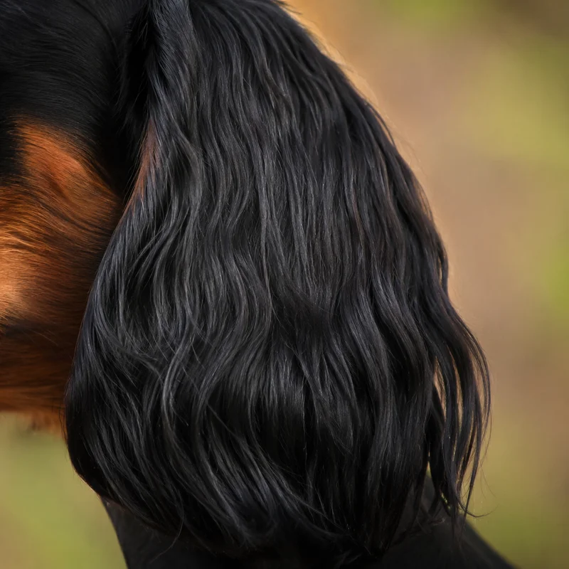 Gordon Setter — ears