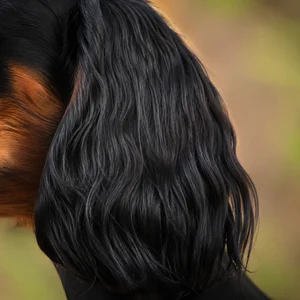 Gordon Setter — ears