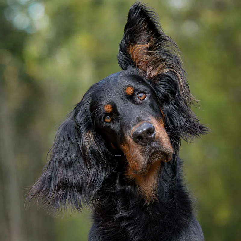 Gordon Setter — alert