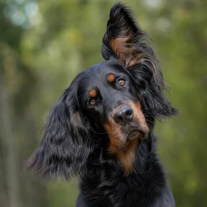 Gordon Setter — alert