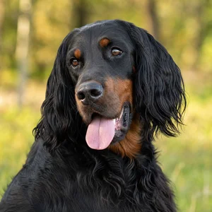 Gordon Setter — happy