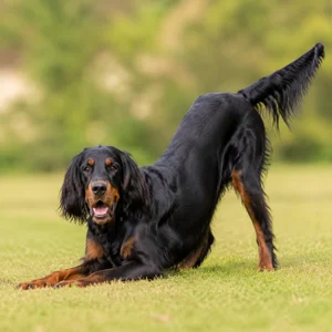 Gordon Setter — playful