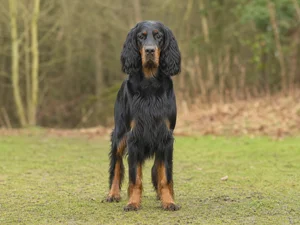 Gordon Setter — front