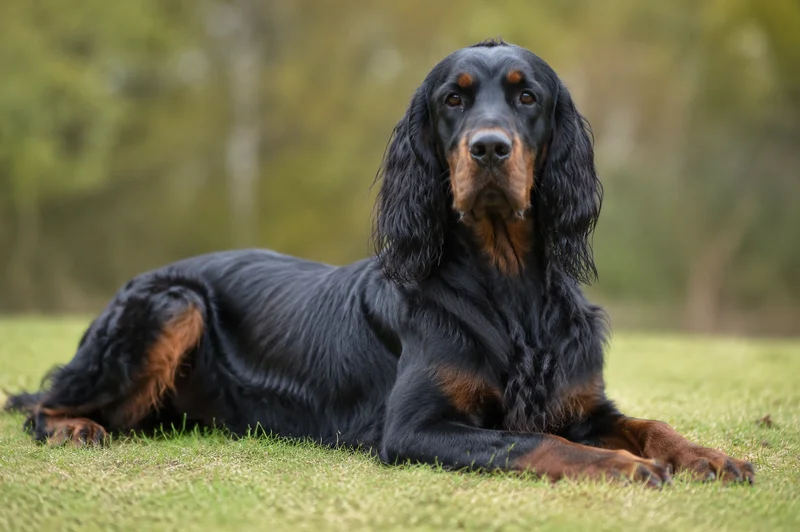 Gordon Setter — lying down
