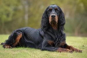 Gordon Setter — lying down