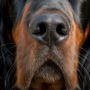 Gordon Setter — nose