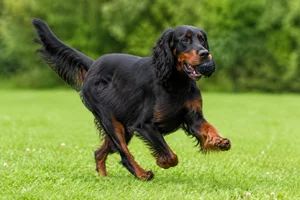 Gordon Setter — playing