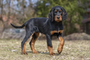 Gordon Setter — puppy (~4 mo)