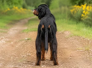 Gordon Setter — rear