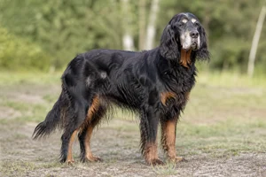 Gordon Setter — senior