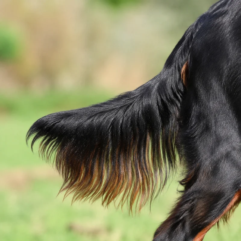 Gordon Setter — tail