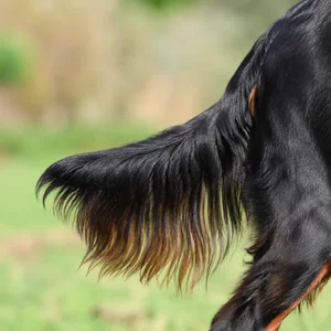 Gordon Setter — tail