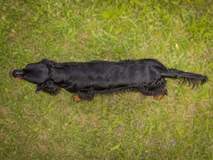 Gordon Setter — top
