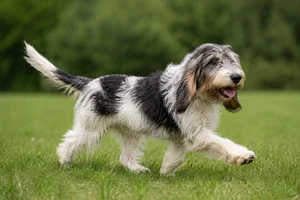 Grand Basset Griffon Vendéen — running