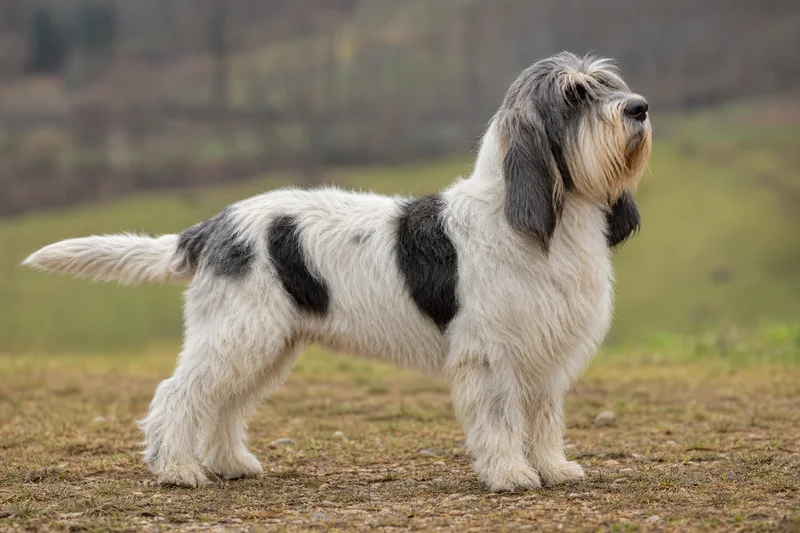 Grand Basset Griffon Vendéen — adult