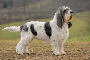 Grand Basset Griffon Vendéen — adult