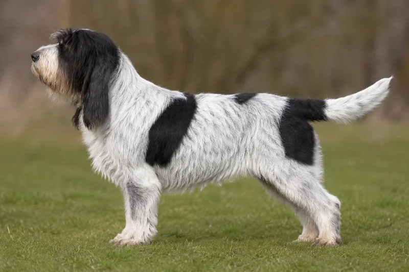 Grand Basset Griffon Vendéen — White & Black coat