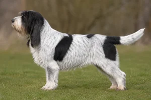 Grand Basset Griffon Vendéen — White & Black coat