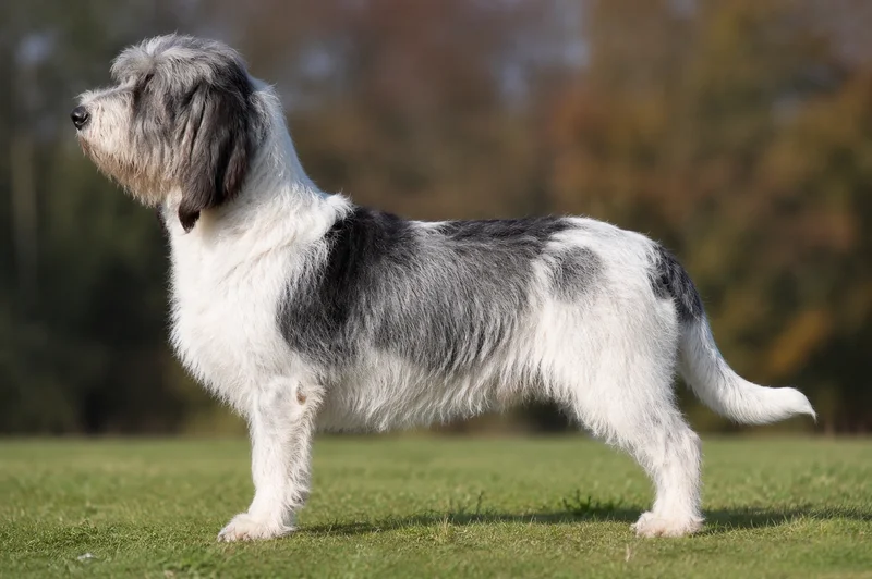 Grand Basset Griffon Vendéen — White & Grizzle coat