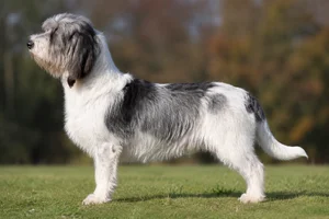 Grand Basset Griffon Vendéen — White & Grizzle coat