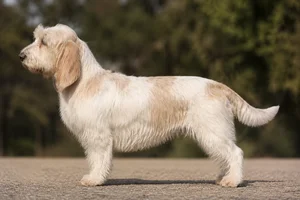 Grand Basset Griffon Vendéen — White & Lemon coat