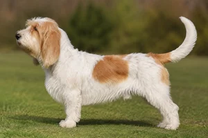 Grand Basset Griffon Vendéen — White & Orange coat