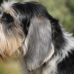 Grand Basset Griffon Vendéen — ears