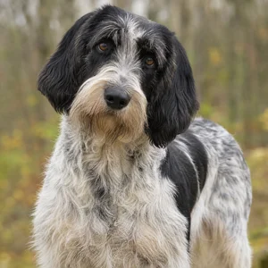 Grand Basset Griffon Vendéen — alert