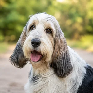 Grand Basset Griffon Vendéen — happy