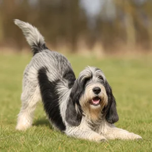 Grand Basset Griffon Vendéen — playful