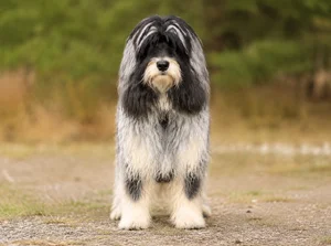 Grand Basset Griffon Vendéen — front
